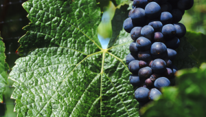 Winemakers Dinner