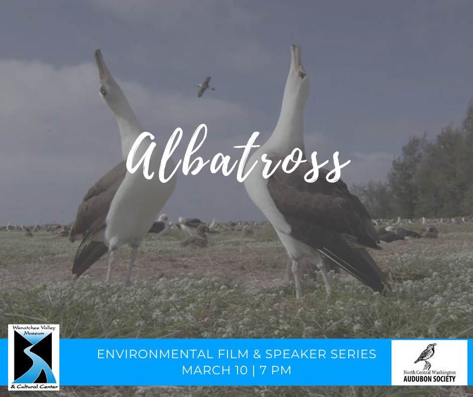 Albatross: March 10