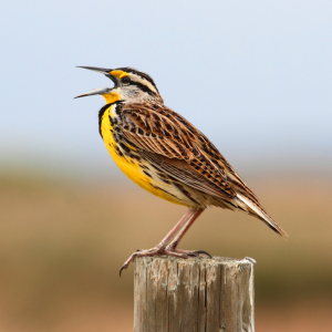 Songbirds of NCW