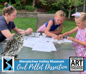 Owl Pellet Dissection
